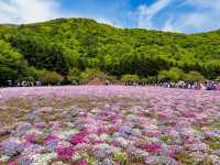 รีวิว Shibazakura Festival – ทุ่งชมพูที่ฟูจิดลใจ