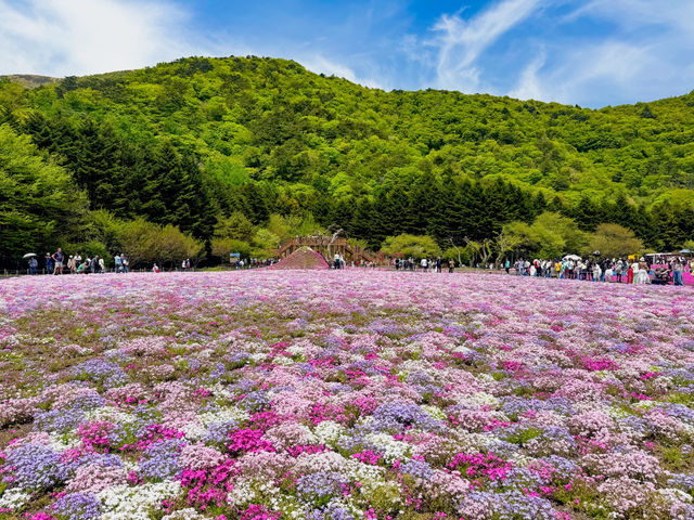 รีวิว Shibazakura Festival – ทุ่งชมพูที่ฟูจิดลใจ