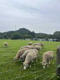 【神奈川県】入場無料の広々牧場🐮