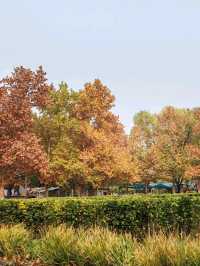 Autumn Splendor at Chaoyang Park