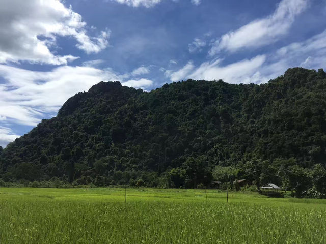 🌾 Breathe in the Peace: Vang Vieng's Endless Rice Fields