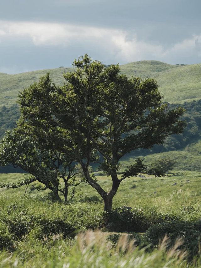 🌿秋吉台｜日本最大級のカルスト台地で大自然を感じる絶景ハイキング