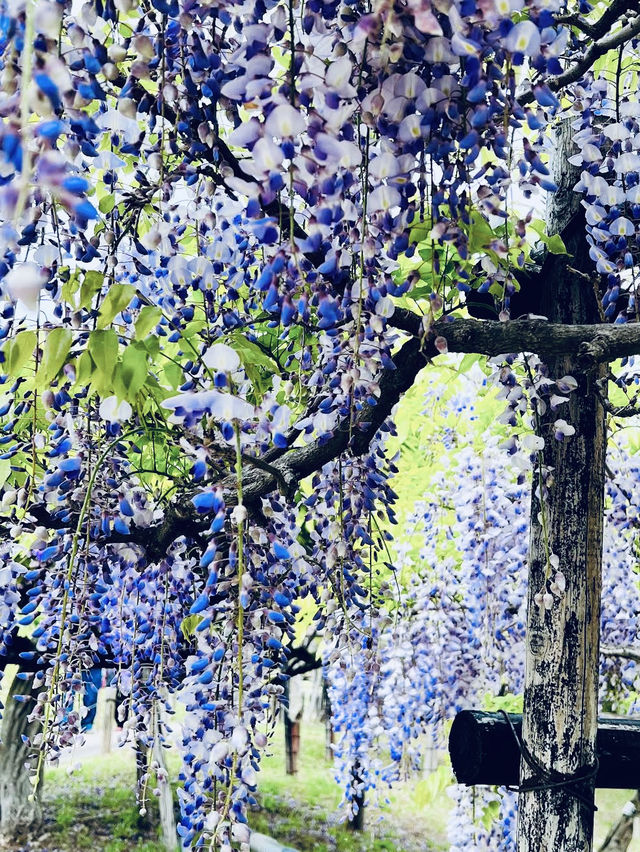Wisteria in Yokosuka Iris Garden Wisteria in Yokosuka Iris Garden