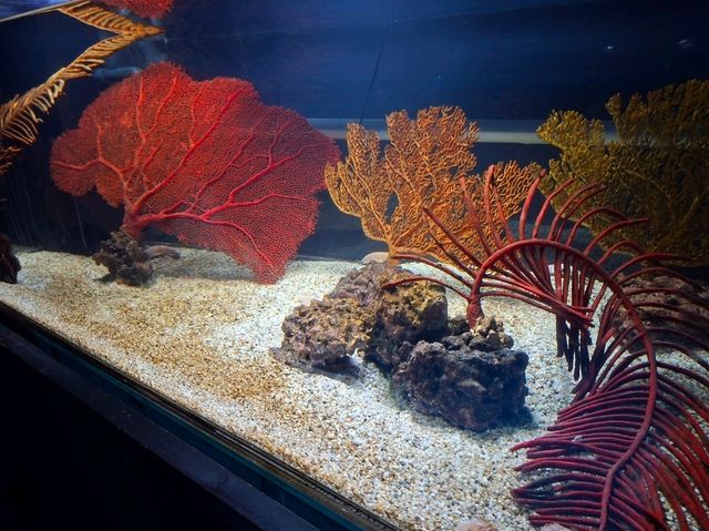 DMM水族館