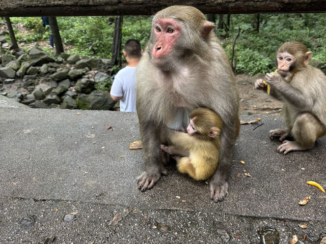 張家界森林公園　4日間まるまる観光