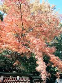 🍁【秋の乃木坂さんぽ 〜紅葉と公園から赤坂・六本木へ〜】