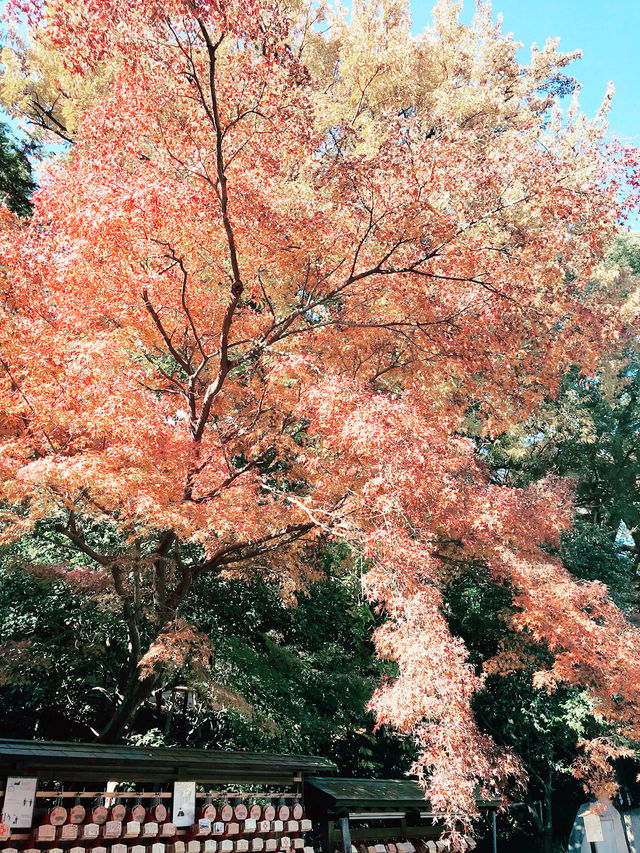 🍁【秋の乃木坂さんぽ 〜紅葉と公園から赤坂・六本木へ〜】