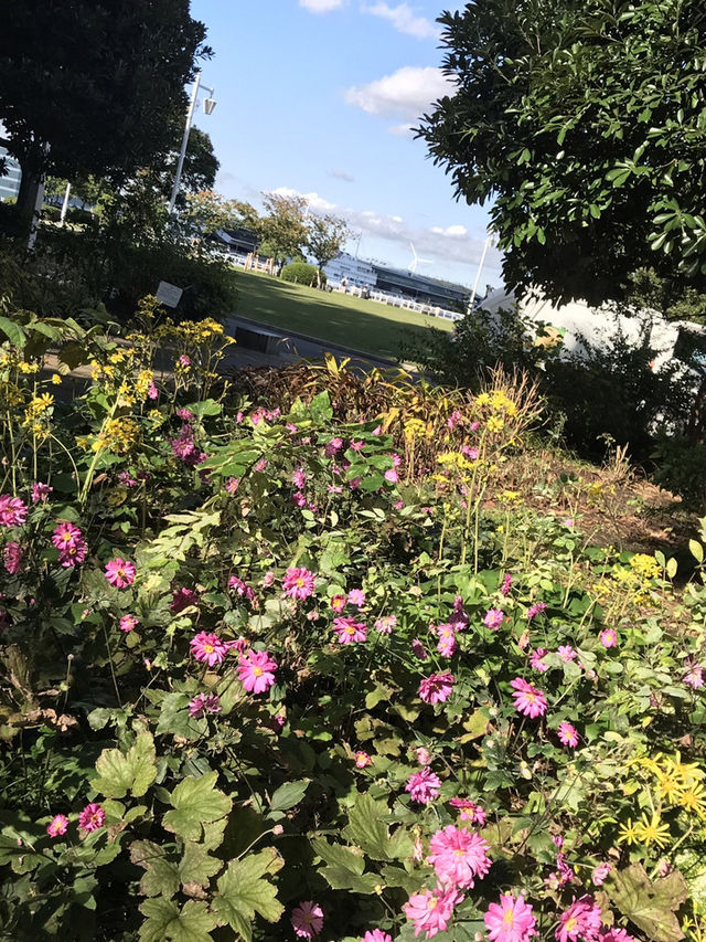 秋の横浜でコスモス＆おしゃれ散歩🌸✨