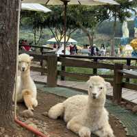 Exploring Mongo Land ĐlDa Lat – Fun, Photos, and a Touch of Mongolia
