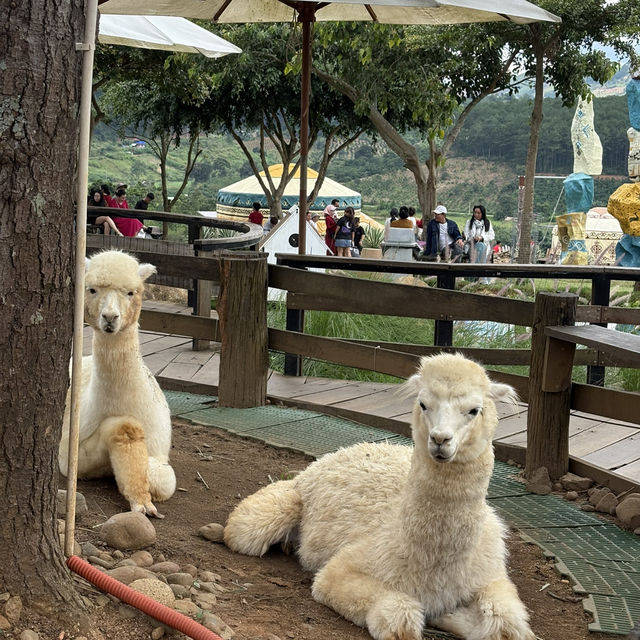 Exploring Mongo Land ĐlDa Lat – Fun, Photos, and a Touch of Mongolia