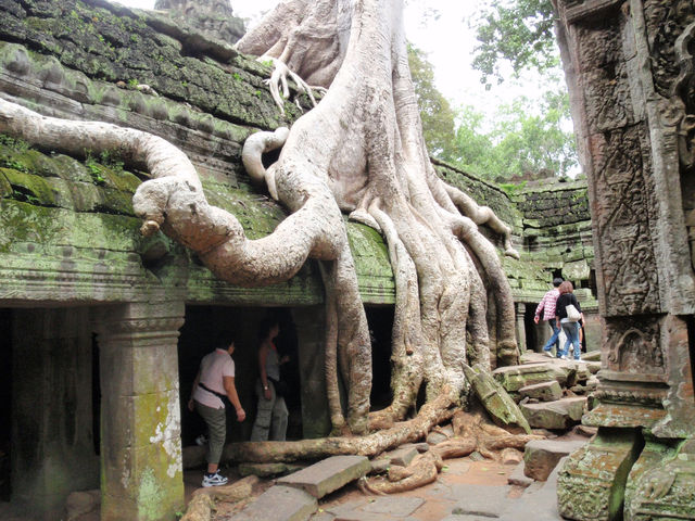 Ta Prohm, Cambodia: Where Roots Embrace Ruins