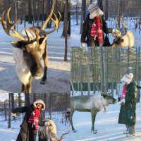สวนกวางเรนเดียร์ โม่เหอ Ewenke Reindeer Park