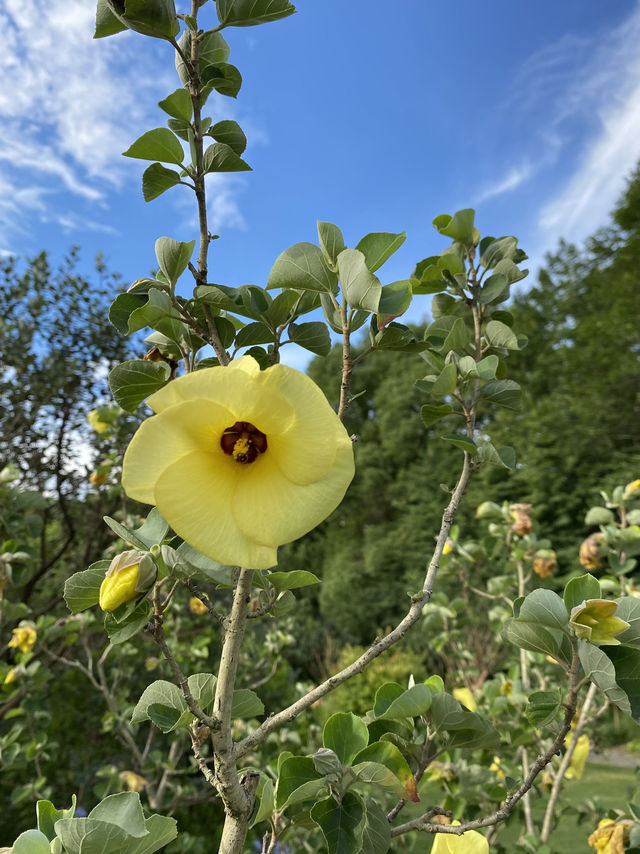 上海4A級國家森林公園-共青森林公園🌳🌿🐿️