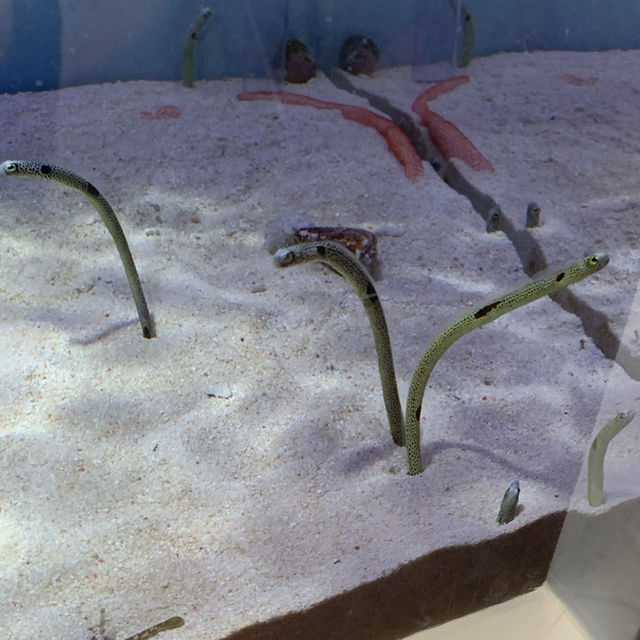 長岡花火の翌日に寄り道！癒しのうみがたり水族館❤️