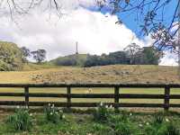 Cornwall Park & One Tree Hill 🌳