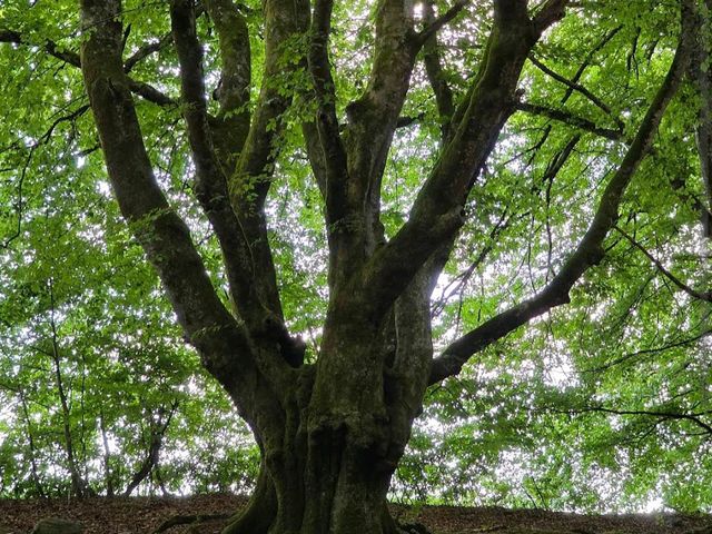 Rold Skov