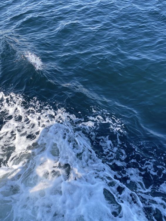【東京湾に浮かぶ無人島🏝️猿島🐵】不思議な無人島体験レポ‼️