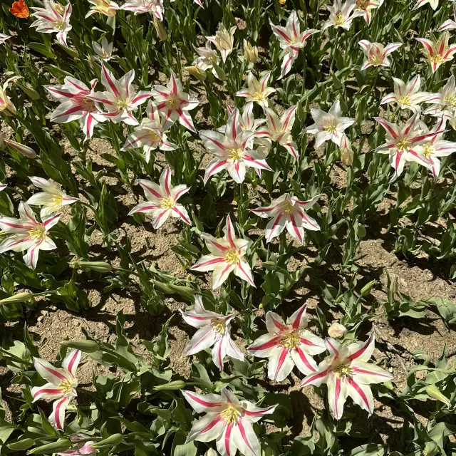 Highlighting Istanbul's flower gardens you shouldn't miss.