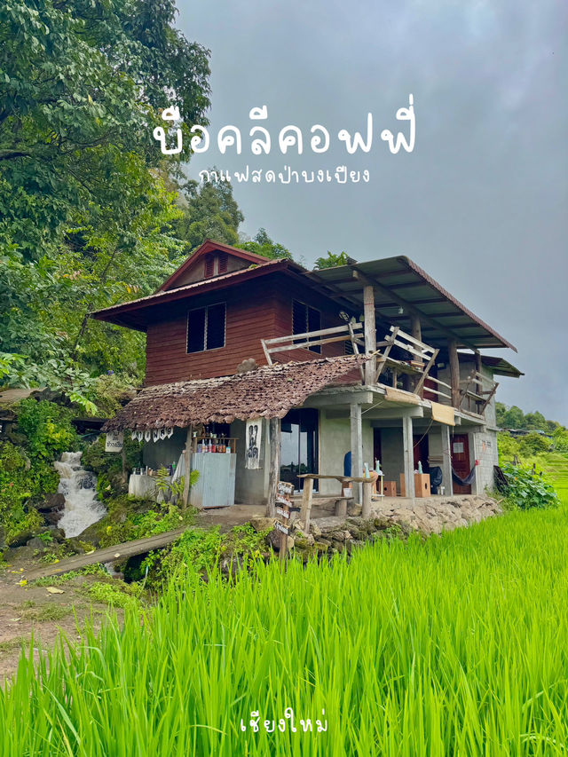 บือคลีคอฟฟี่ ป่าบงเปียง ☕️