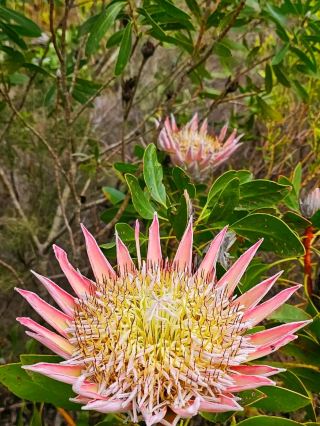 🌿 Garden Route – South Africa’s Coastal Paradise 🌊