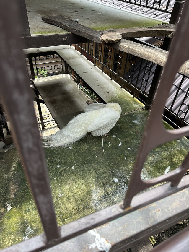 泰國 台灣中秋文創市集