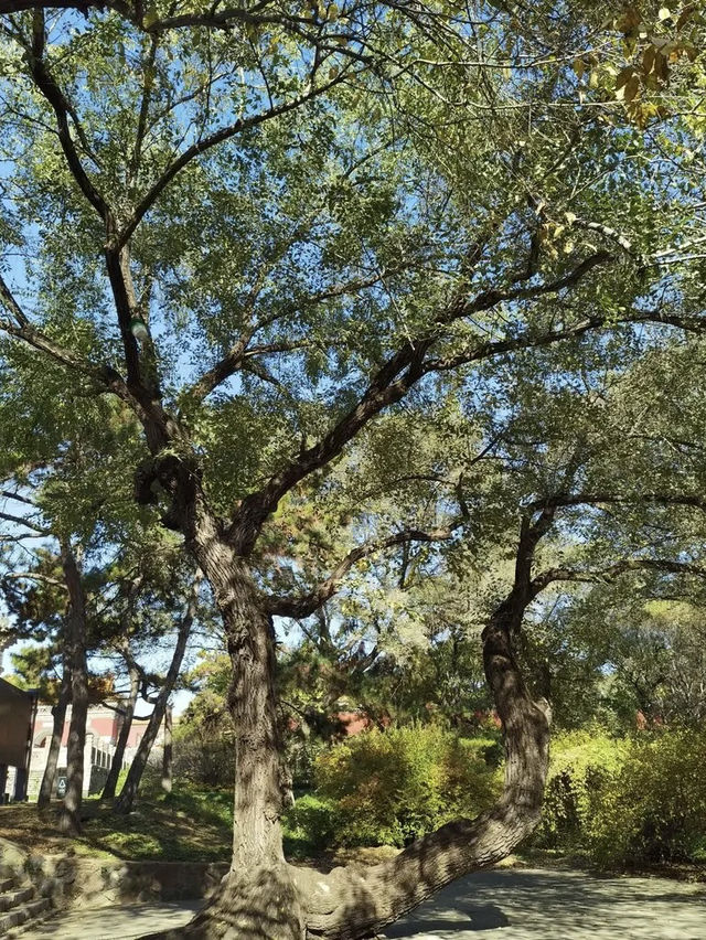 瀋陽北陵公園🇨🇳