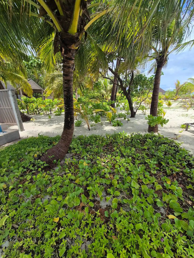 Meeru Maldives Resort Island