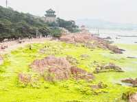 🌊 Qingdao's Emerald Invasion: When the Sea Turns into a Velvet Green Wonderland! 🌿