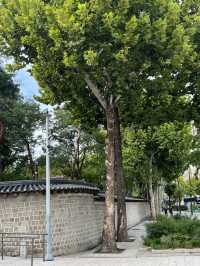 시청 앞 광장에서🌳