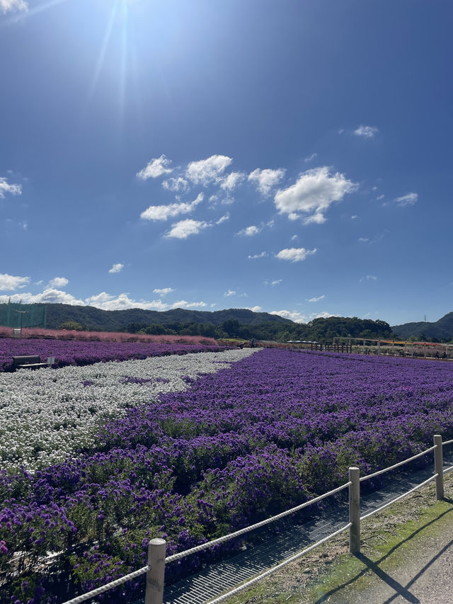 Best autumn escapes near Seoul-Nari Park in Yangju