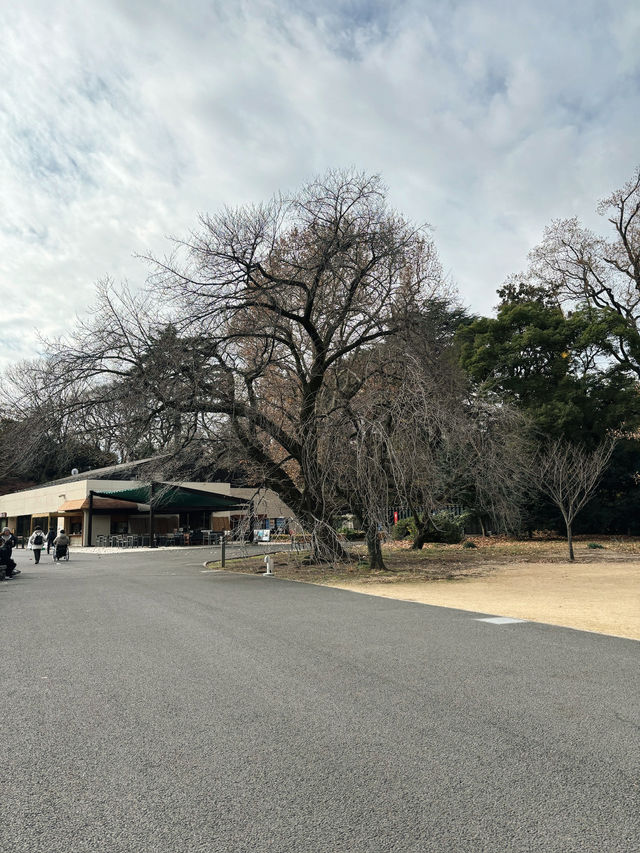 A Serene Walk at Shinjuku Gyoen 🌸