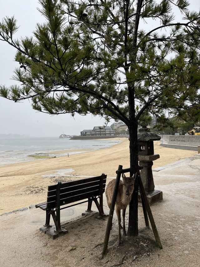 Miyajima Magic🌊