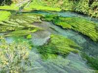 Pure Blue: New Zealand's Blue Spring