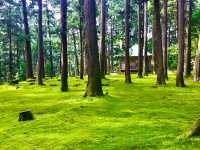 【福井・白山神社平泉寺🌿】苔の聖地で感じる静寂と神仏習合