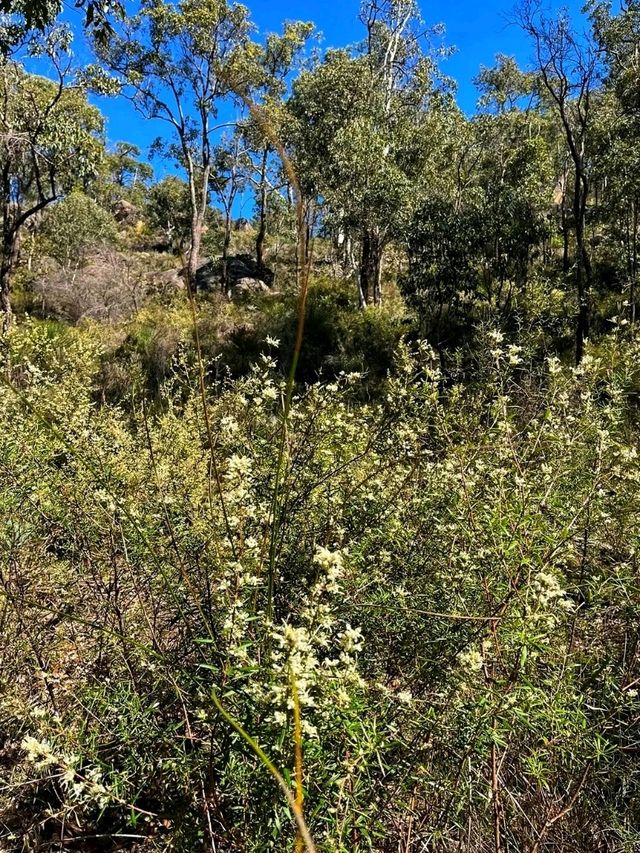 🌄 Kalamunda National Park – Nature’s Hidden Retreat Near Perth