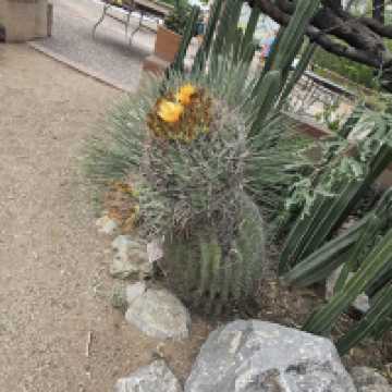 Tucson Botanical Gardens