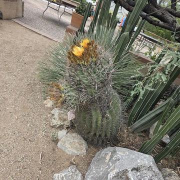 Tucson Botanical Gardens Tucson Botanical Gardens