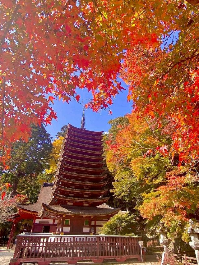 Nara – Where Autumn Whispers Through Ancient Temples and Deer Parks 🇯🇵🦌 Nara – Where Autumn Whispers Through Ancient Temples and Deer Parks 🇯🇵🦌