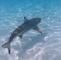 환상의 지상낙원 보라보라섬👍