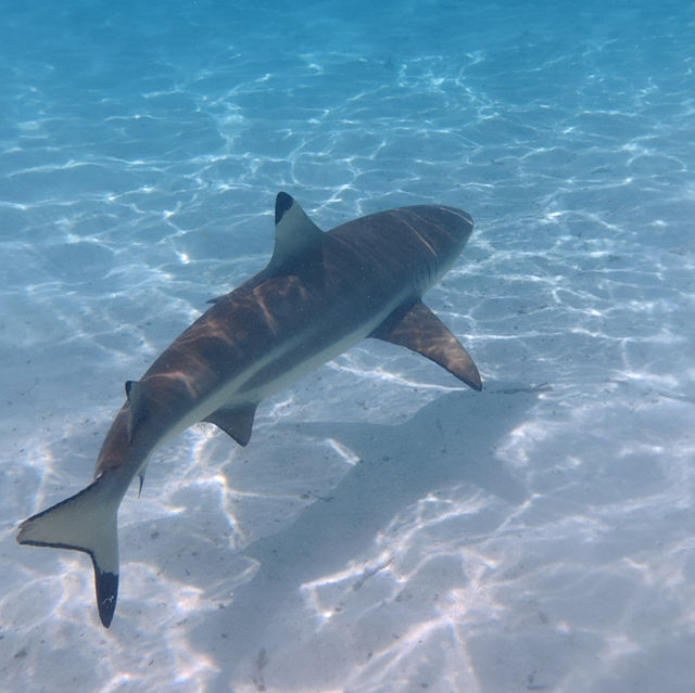 환상의 지상낙원 보라보라섬👍