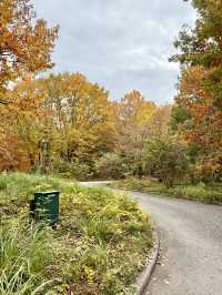 A Quiet Autumn Escape Inside the Imperial Palace
