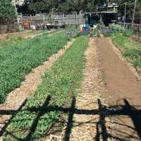 Camperdown Commons: ฟีลบ้านสวนกลางเมืองที่ต้องมา