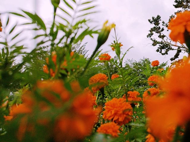 A Cocoa Village Garden Escape