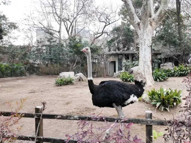 Explore pandas at Shanghai Zoo