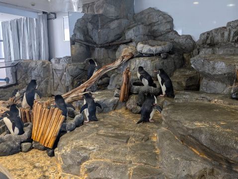 大阪の絶対行くべきスポット！世界最大級の水族館「海遊館」で深海の