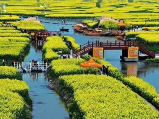 🌼 Xinghua Canola Flower Sea | Drifting Through a Golden Wonderland
