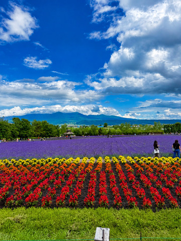 💜最も美しいラベンダー畑💜 | Trip.com 北海道
