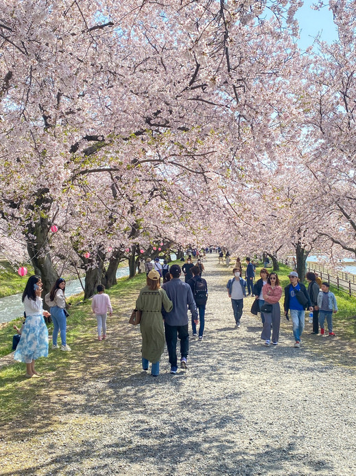 A Must-Visit Masterpiece: The Toyama Spring Quartet with