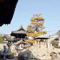 Onomichi's Tranquility