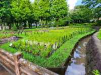 昭和沼公園